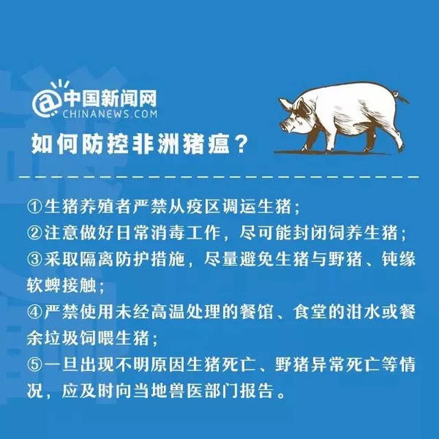 非洲猪瘟最新动态，研究、防控与影响分析全览