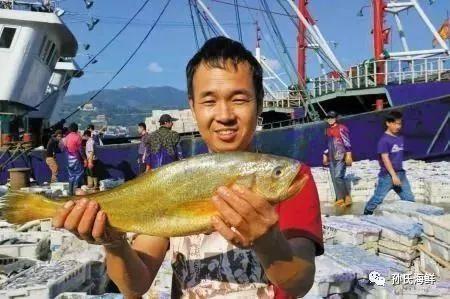 大黄鱼最新价格动态，影响因素分析与实时价格更新