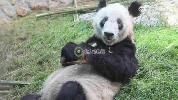 丫丫大熊猫的最新动态与生活更新