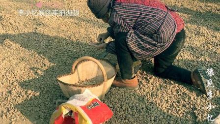 河南最新捡花生视频，展现勤劳与收获的乐趣实拍纪实