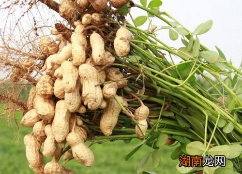 花生通货果最新价格，市场走势与影响因素分析概览
