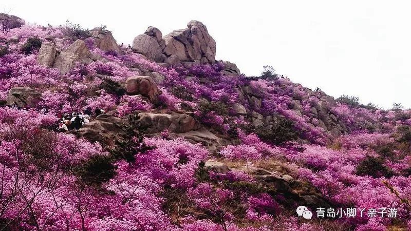 大珠山最新招工信息详解，岗位、要求与解读一网打尽
