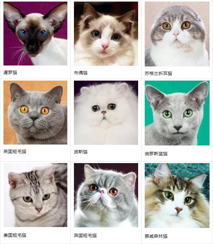 最新品种猫咪，探索神秘新世界的奇幻旅程