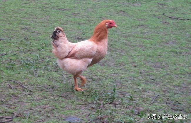 探索现代家禽养殖新领域，最新养鸡品种大盘点