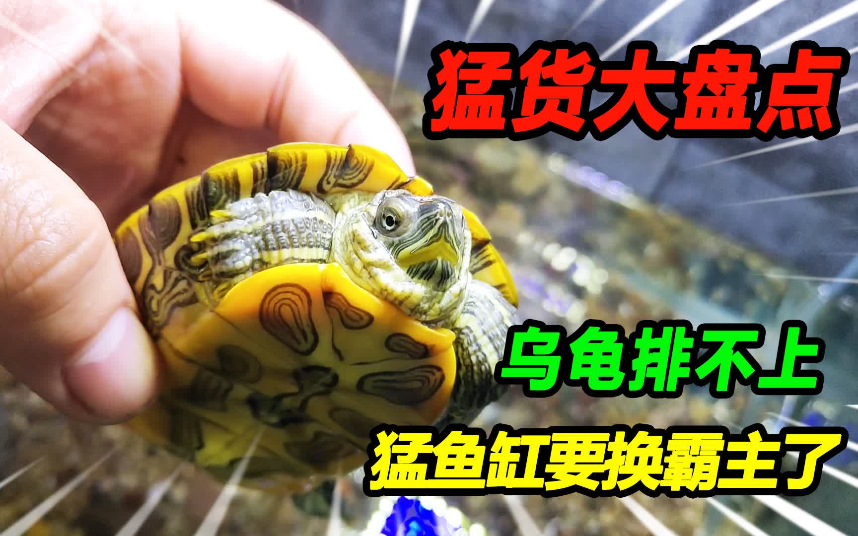 现代孵蛋技术的革新与变迁，最新孵蛋地址探索