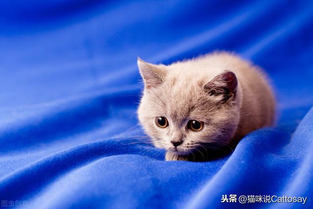 探索猫咪最新版域，宠物世界与数字时代的独特魅力结合