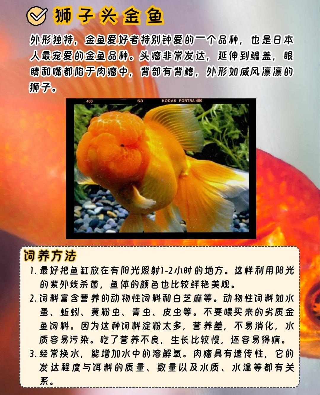 最新品种金鱼，独特魅力的展现与美丽赏析