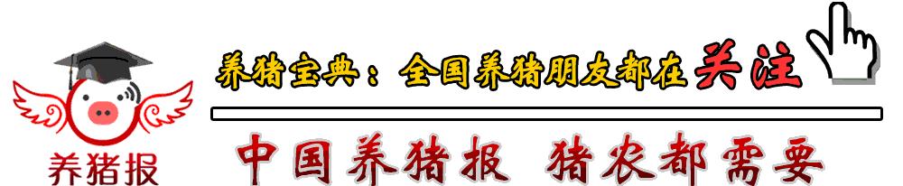 明天最新猪价表及分析预测报告