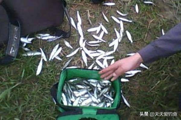 小白条最新版，全新体验与独特魅力揭秘