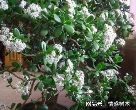 玉树最新品种探索与欣赏，探索美丽，欣赏成长