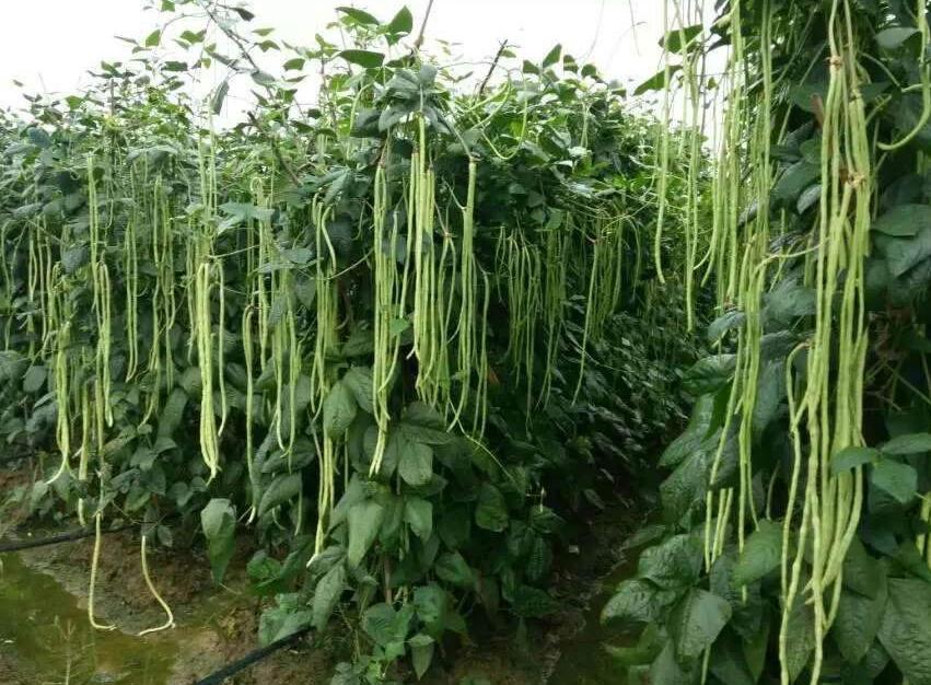 最新农业蔬菜种植技术及其影响分析概述