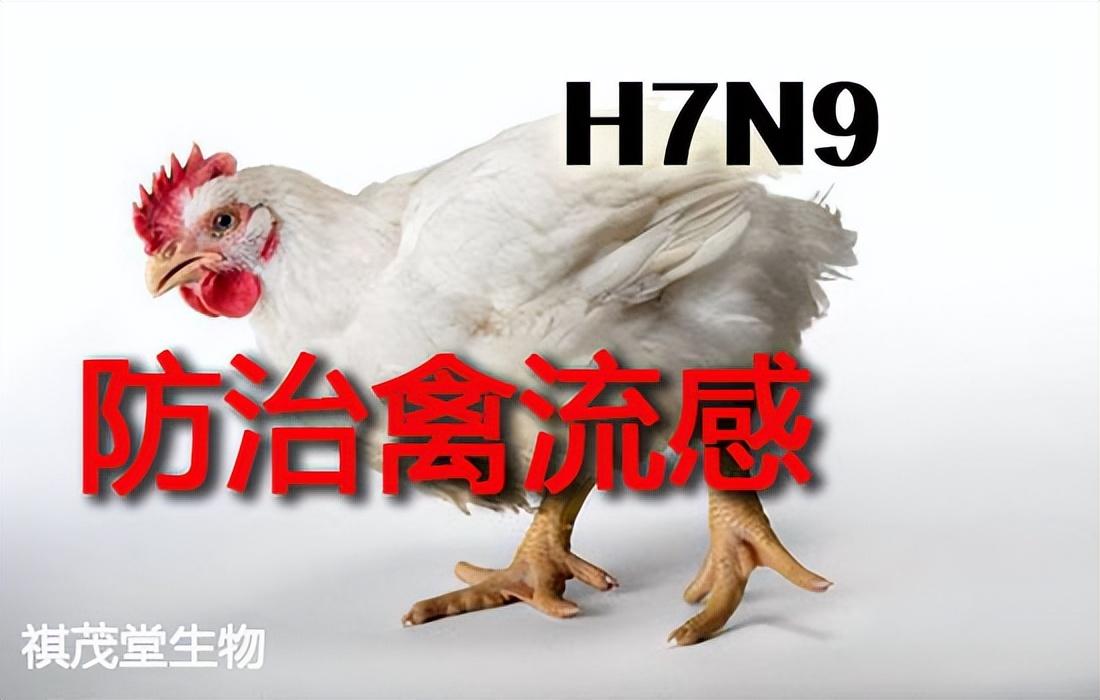 禽流感流感疫情最新动态分析与更新