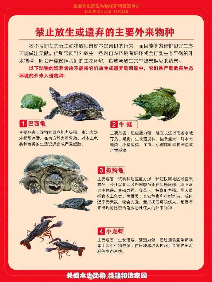 龟最新政策，重塑生态平衡与可持续发展的关键策略