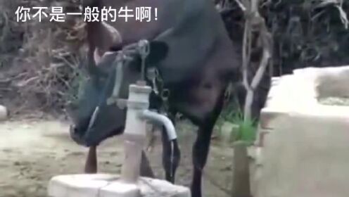 牛不啦视频最新动态与相关探讨热议