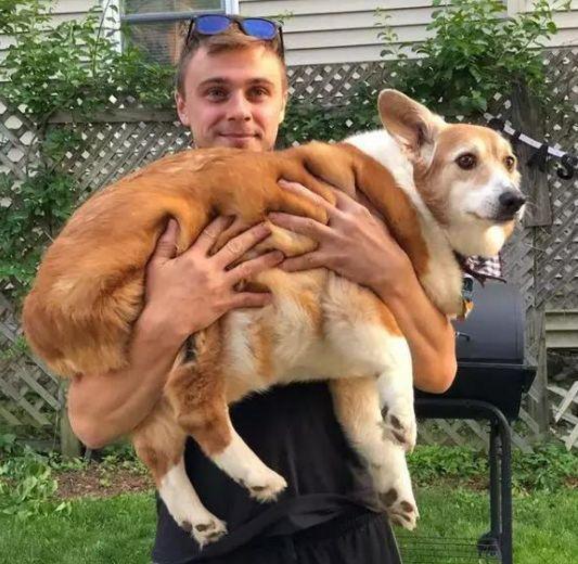 养犬新规出炉，规范养犬，共建和谐社区