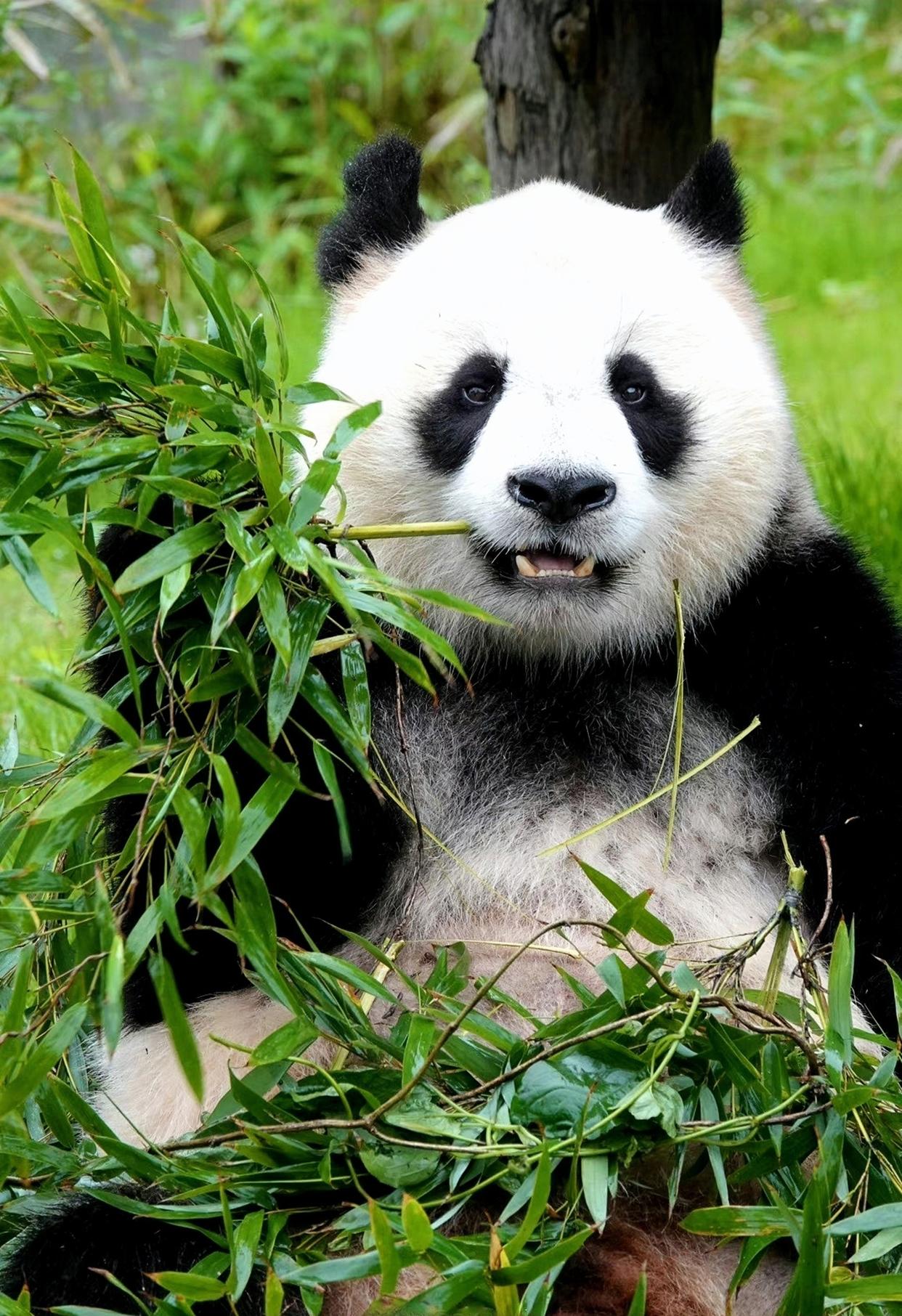 大熊猫七七的最新动态更新