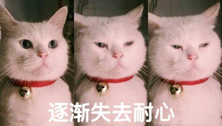 最新可爱猫咪表情包大放送，萌态万千，情感无限传递
