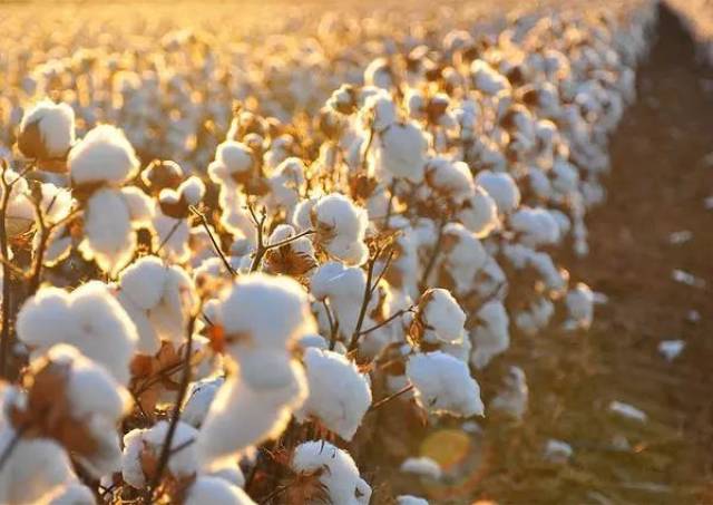 棉花行情最新价格分析与趋势预测