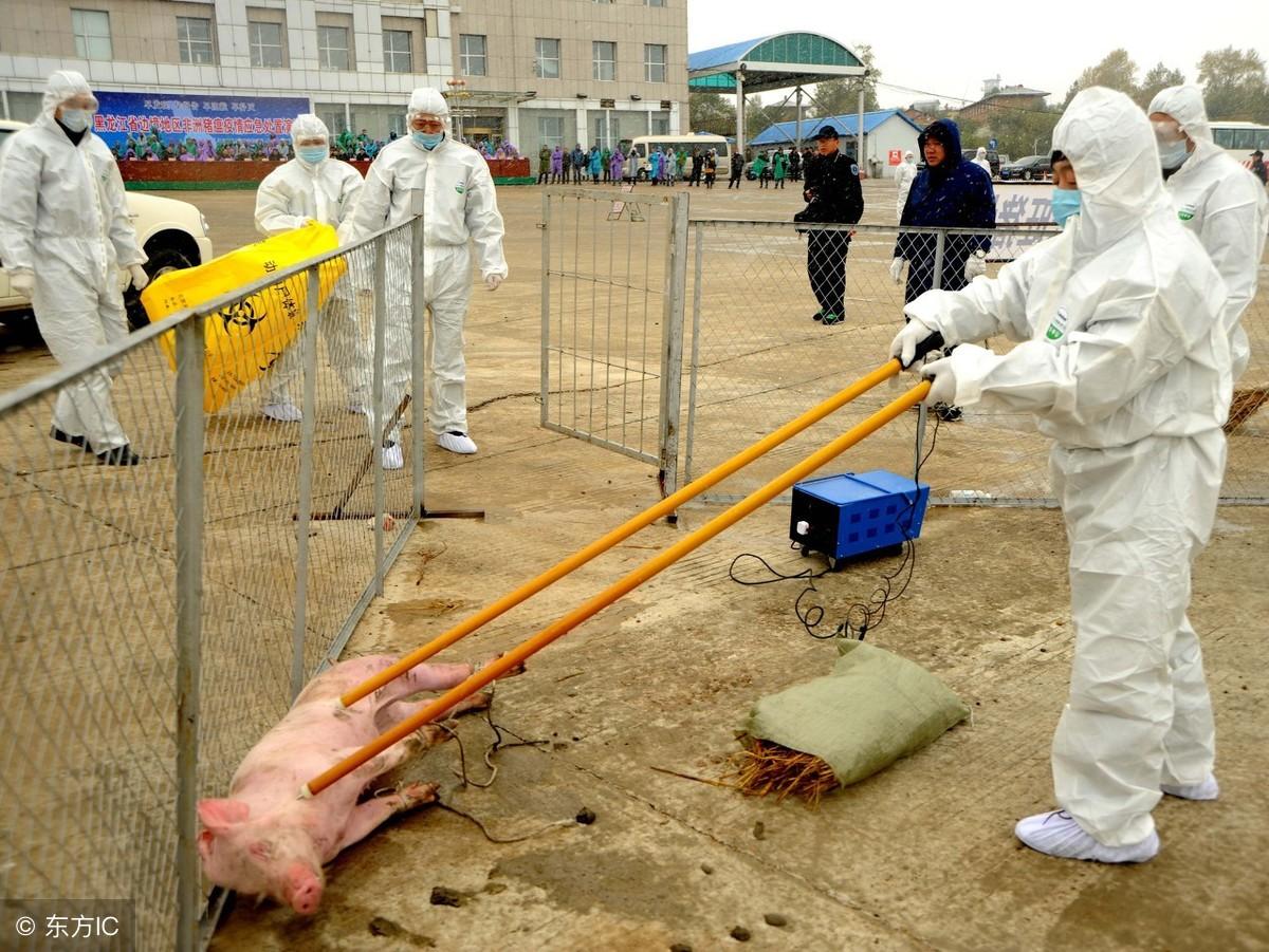 今日云南猪价最新报价与市场深度分析