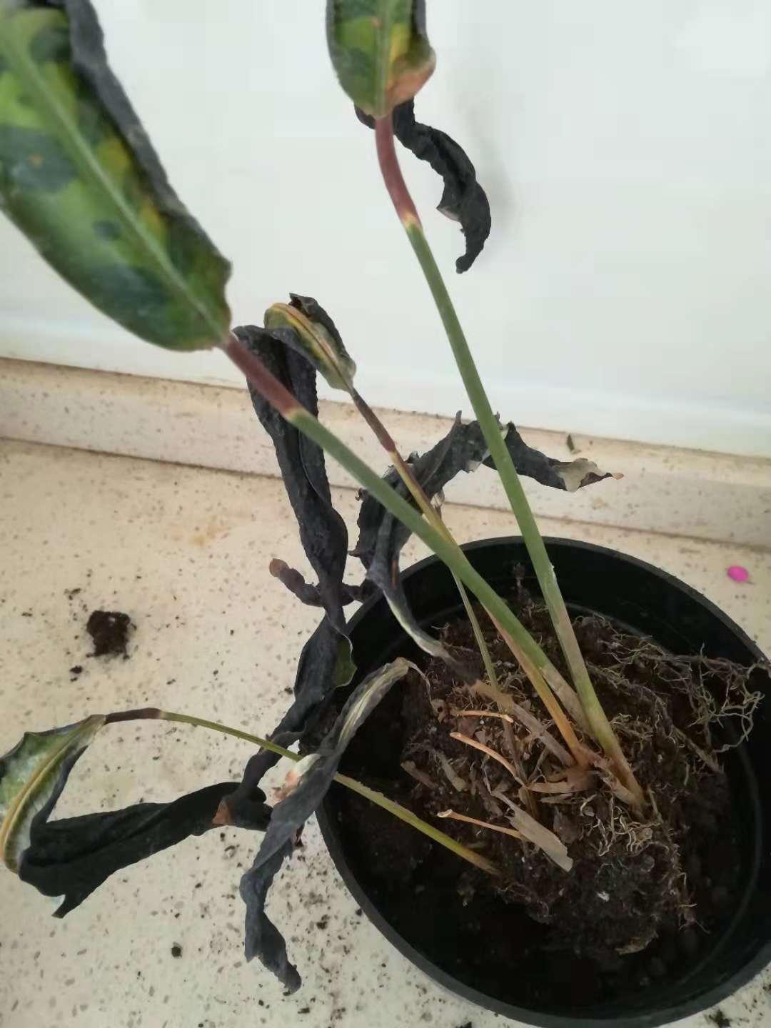 最新天堂鸟，自然之美与生态价值的展现风采