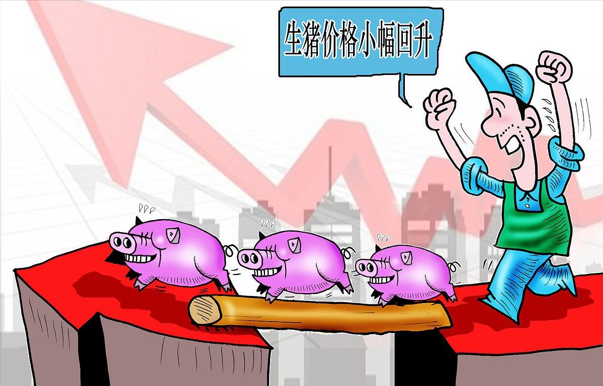 今日玉米价格动态更新与市场分析，最新市场动态解析