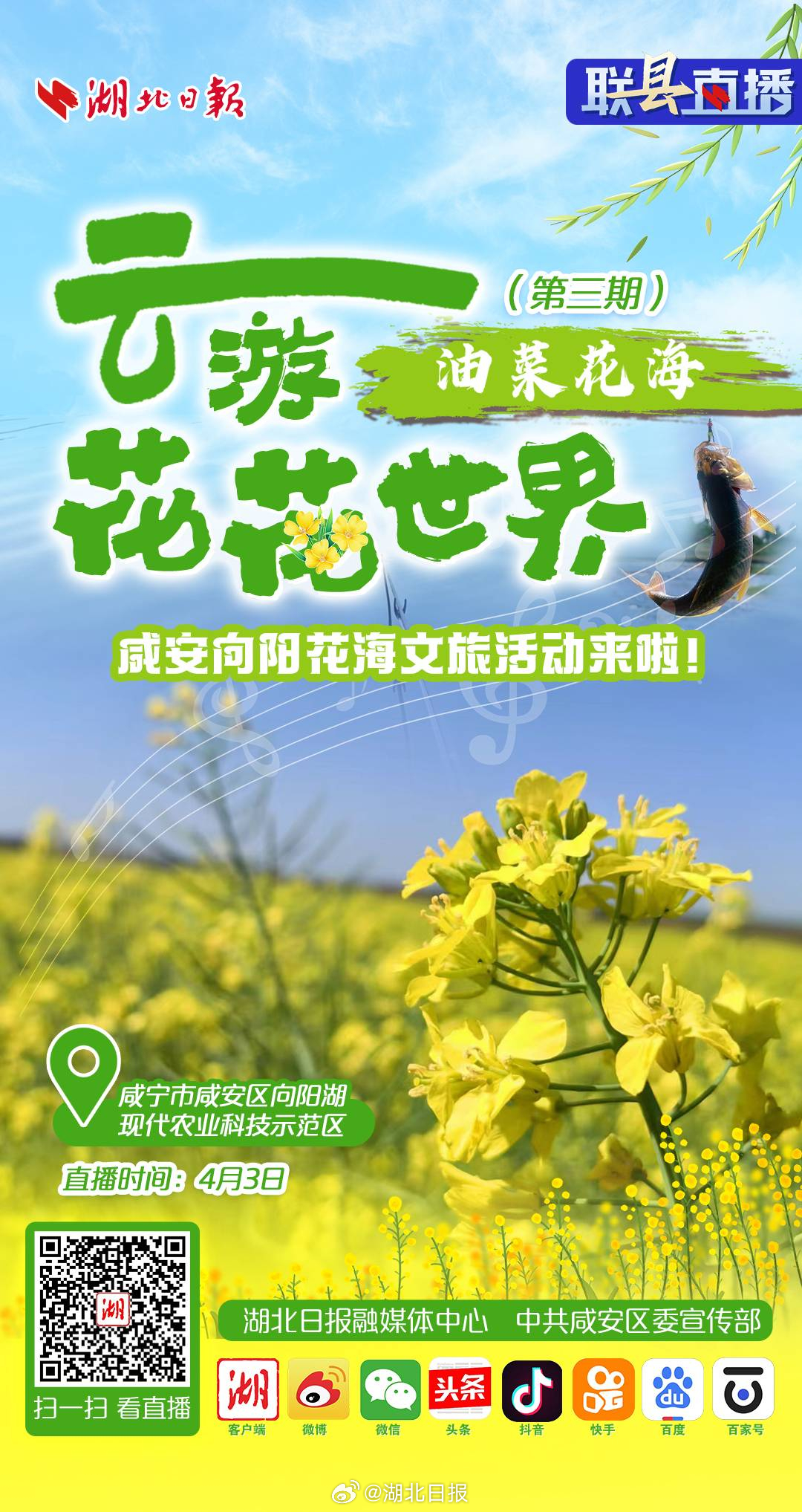界头油菜花最新绽放，春光灿烂的金色画卷